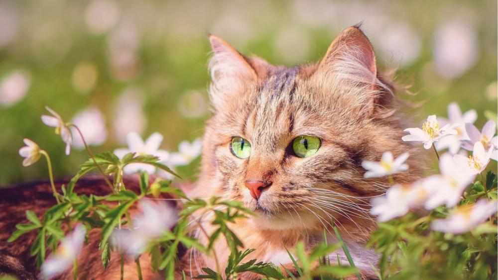 Gentle Tabby Cat in Flower Field wallpaper