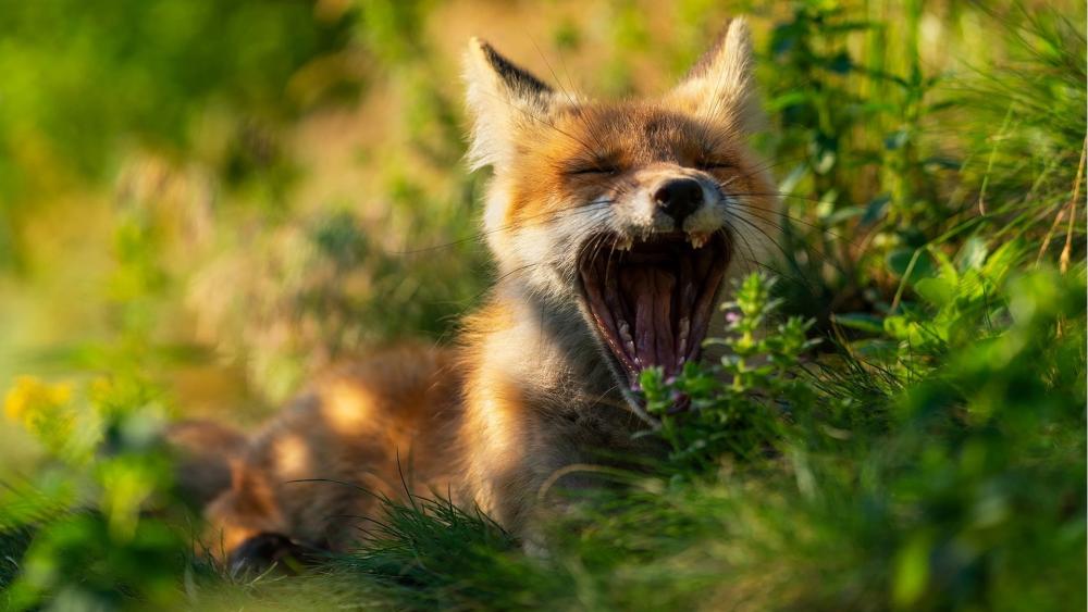 Yawning Red Fox in Wild Meadow wallpaper