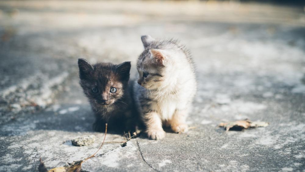 Adorable Kitten Duo on Concrete Pathway wallpaper