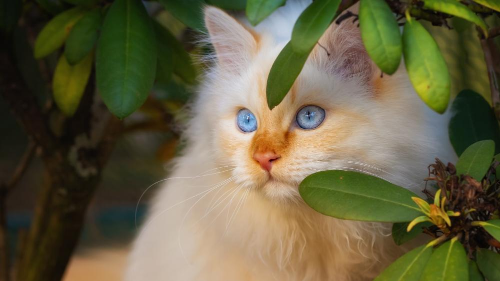 Fluffy Birman Cat in Greenery wallpaper