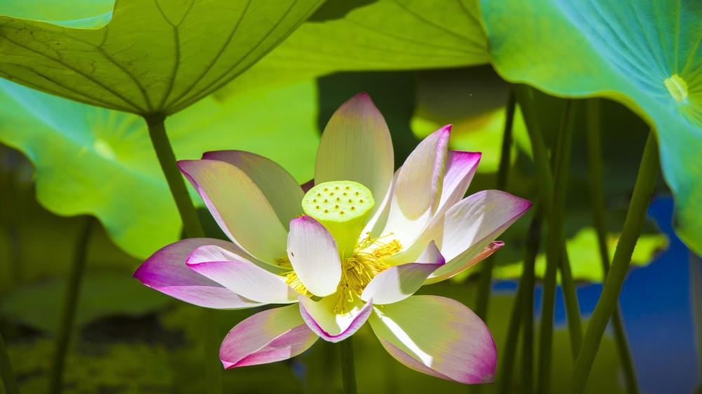 Serenity of a Blooming Lotus wallpaper