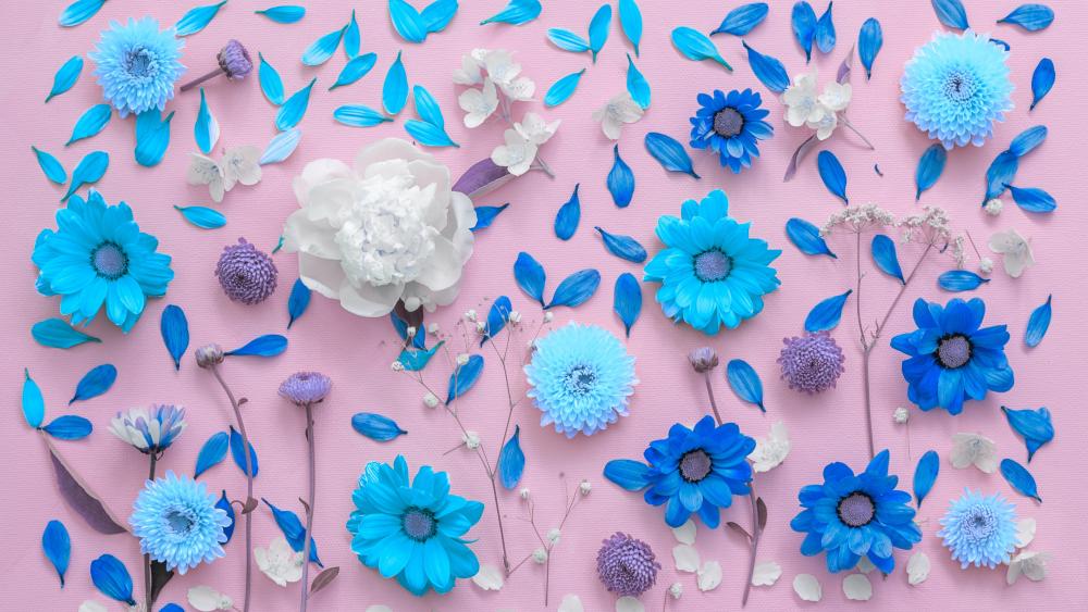 Blue Chrysanthemums on Pink Background wallpaper