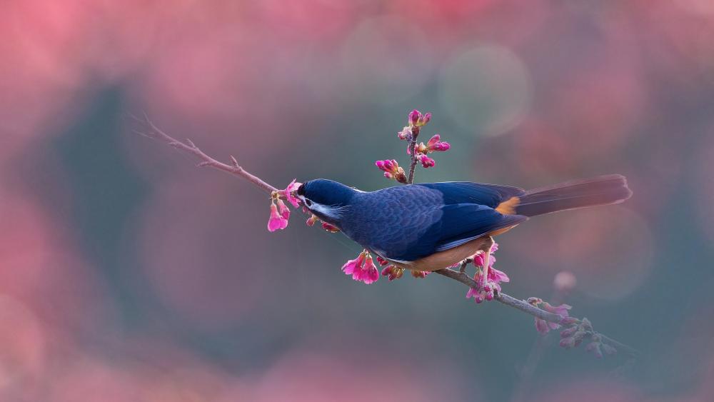 Beautiful White-eared Sibia Perched on a Branch wallpaper