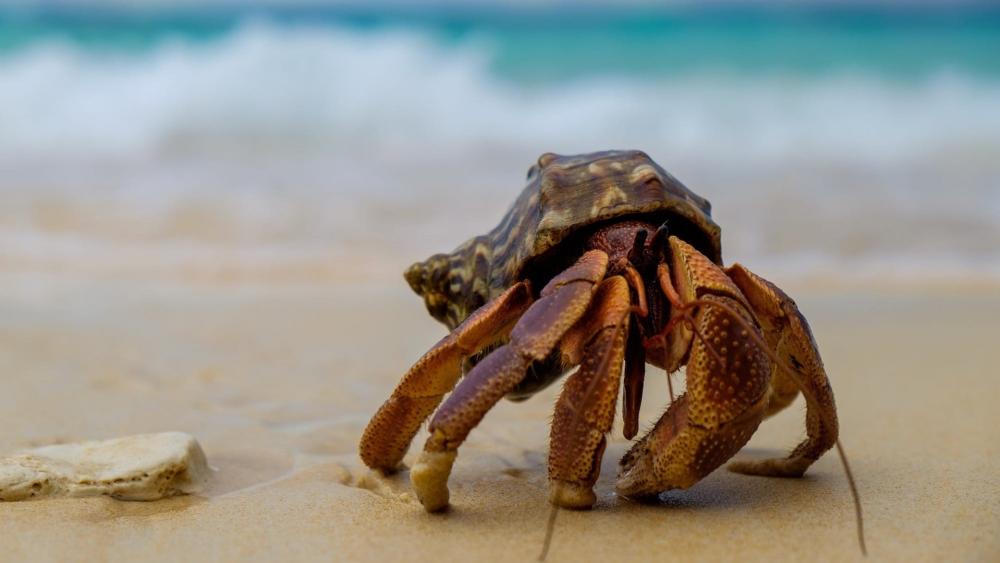 Hermit Crab on Sandy Shore wallpaper