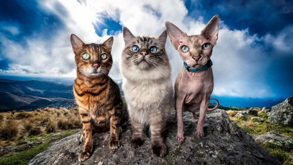 Three Cat Breeds in Nature's Embrace wallpaper