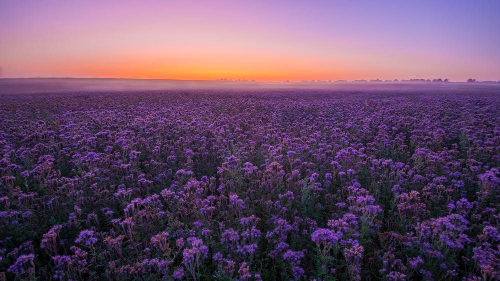 Purple Flower Field at Sunset wallpaper