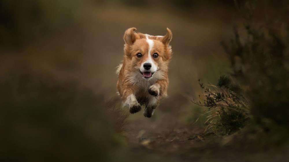 Corgi in Full Sprint wallpaper