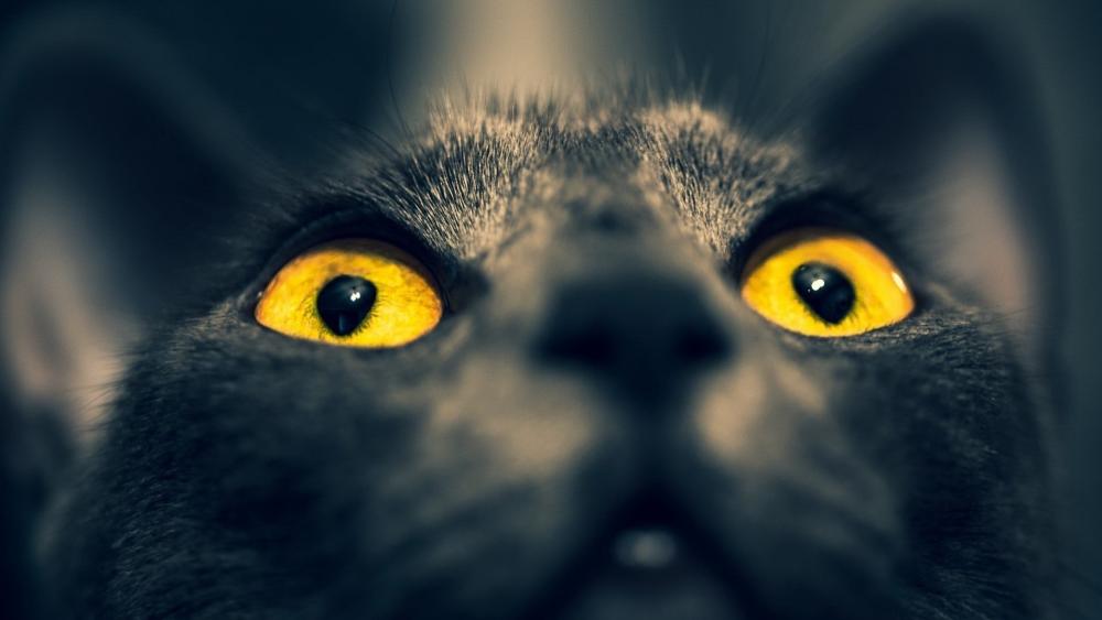 Mysterious Black Cat's Mesmerizing Gaze wallpaper