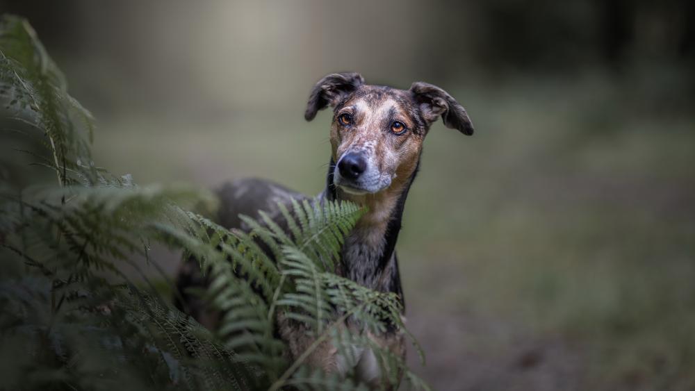 Serene Greyhound in Nature wallpaper