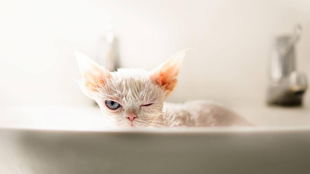 Wet Devon Rex Cat in a Bath wallpaper