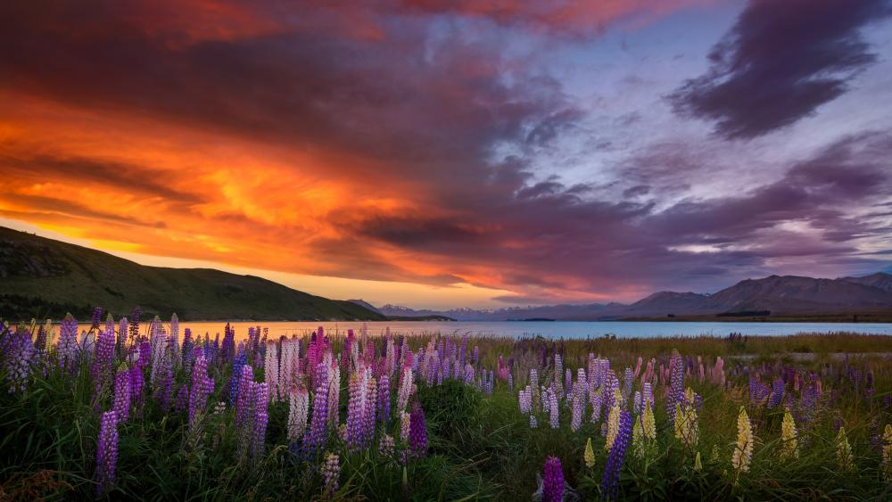 Lupin Field at Sunrise Over Lake Tekapo wallpaper