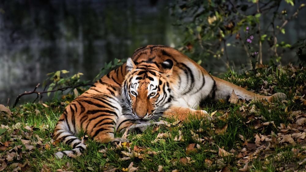 Majestic Tiger in Autumn Forest wallpaper