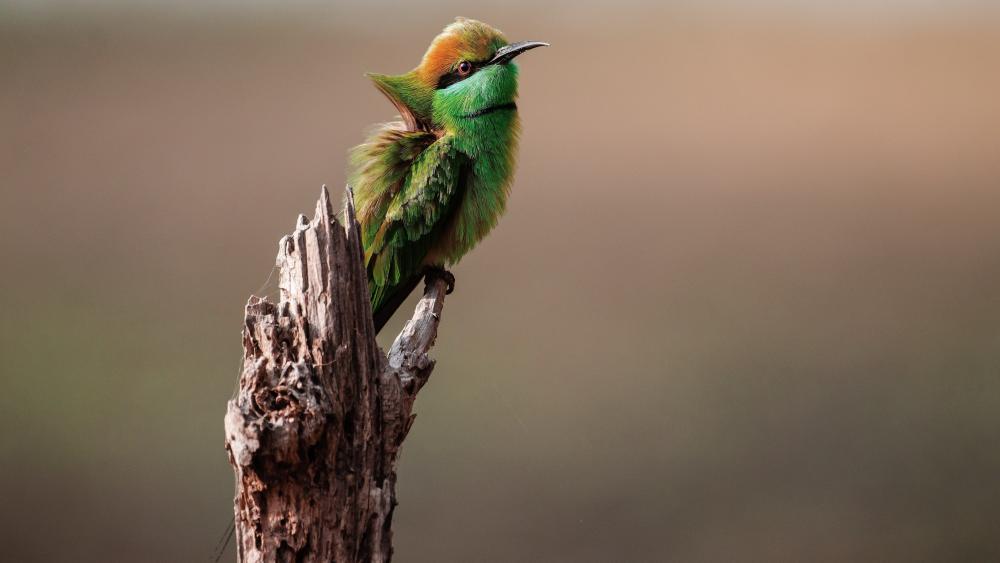 Vibrant Asian Green Bee-Eater wallpaper