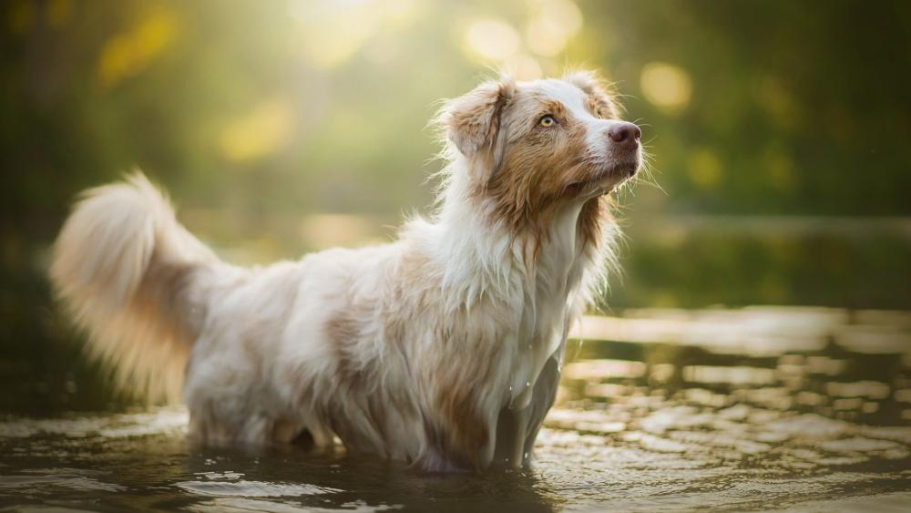 Serene Australian Shepherd in Water wallpaper