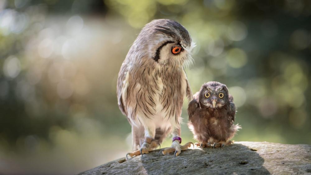 Owl Parent and Baby Bond wallpaper