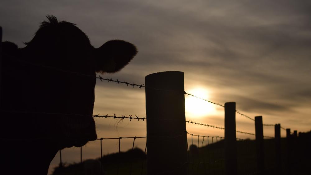 Cow Silhouette at Sunset wallpaper