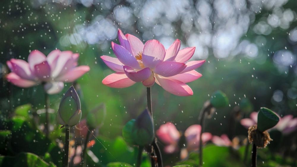 Serene Pink Lotus in Morning Dew wallpaper