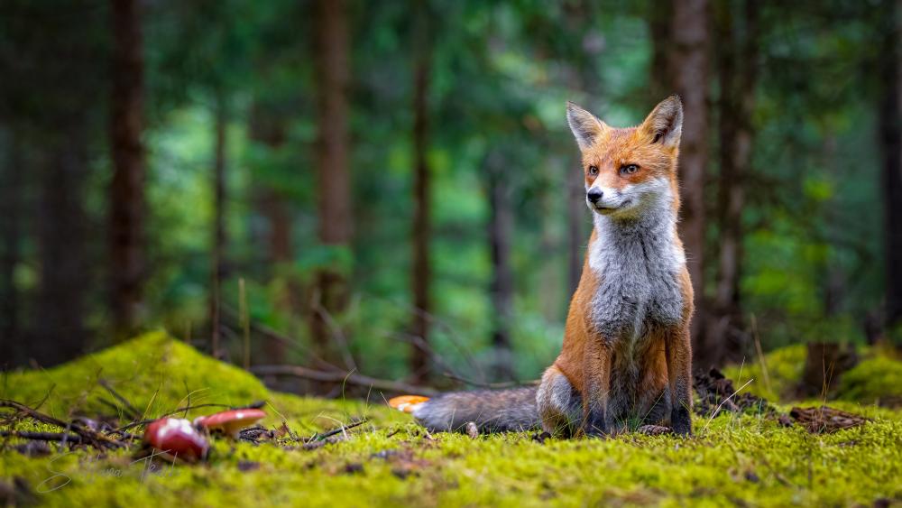 Majestic Red Fox in Forest Setting wallpaper