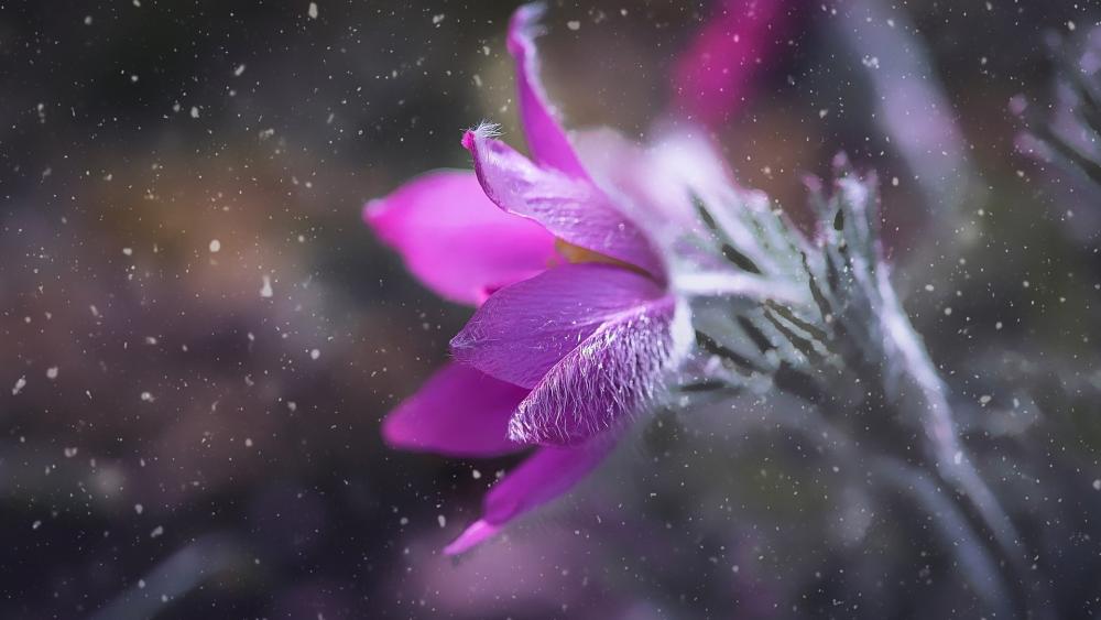 Winter Serenity with Anemone Flowers wallpaper