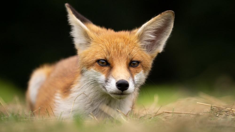 Mysterious Gaze of a Red Fox wallpaper