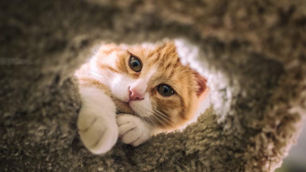 Curious Cat Peeking Through Blanket wallpaper