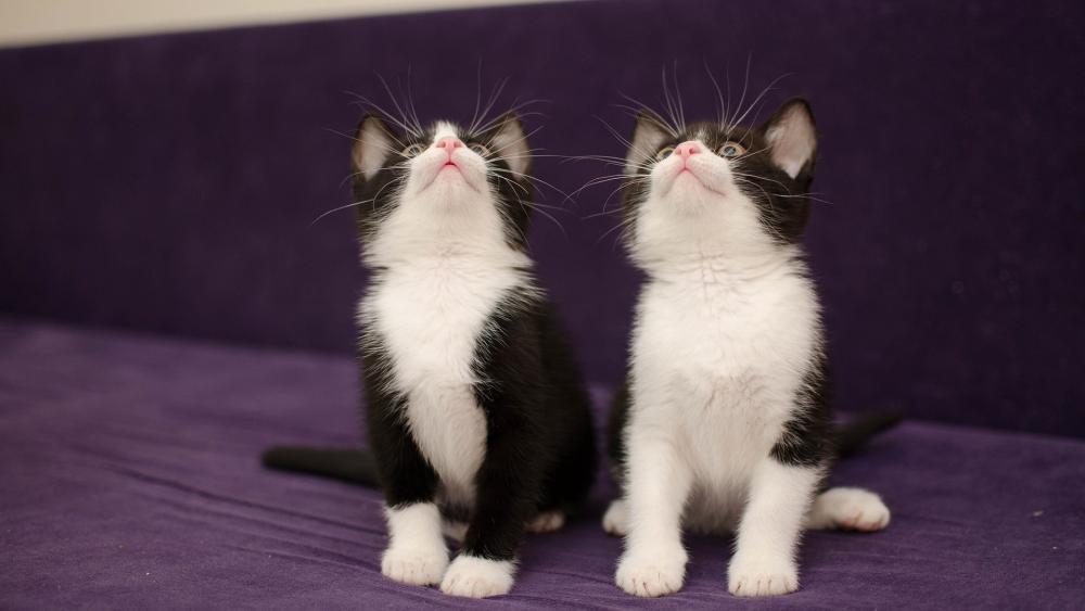 Curious Tuxedo Kittens wallpaper