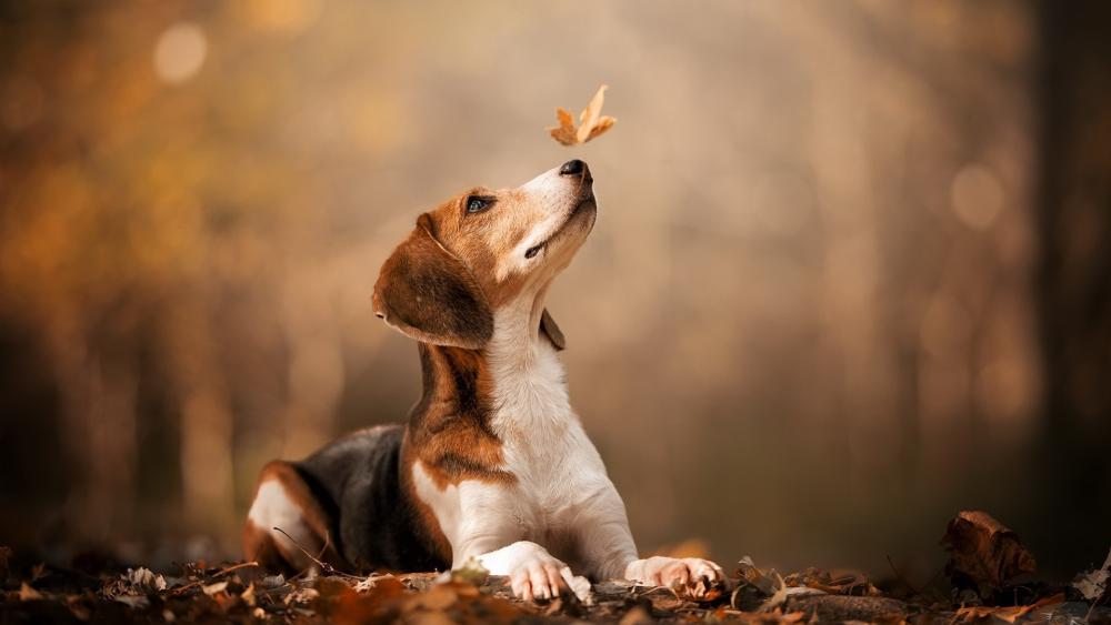 Curious Beagle in Autumn Magic wallpaper