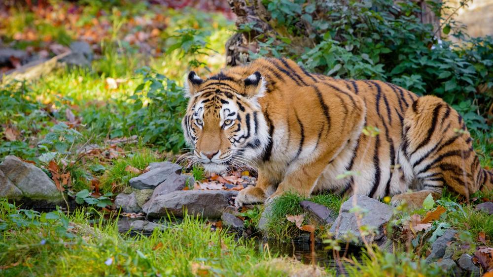 Majestic Bengal Tiger in Nature wallpaper