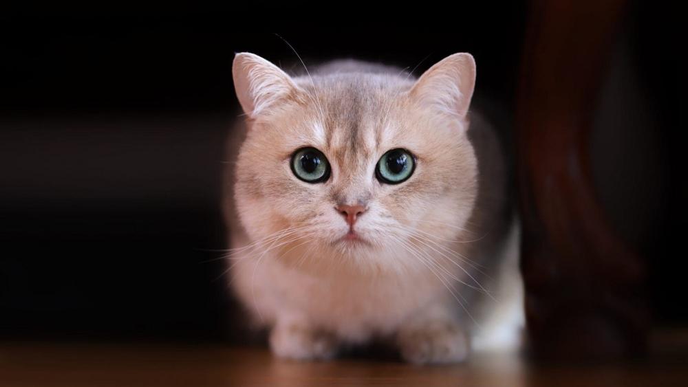 Cute Cat with Big Blue Eyes wallpaper