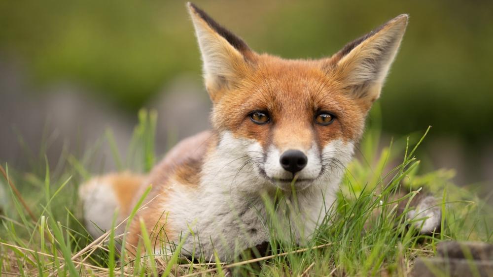 Tranquil Fox in Nature's Embrace wallpaper