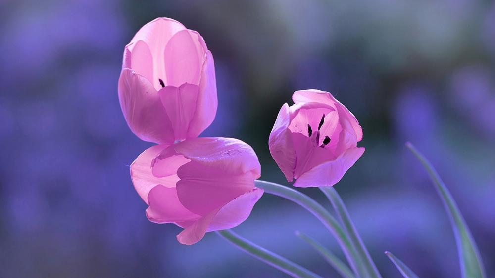 Radiant Pink Tulips in Bloom wallpaper