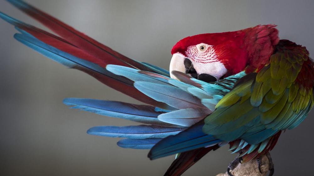 Technicolor Macaw in Splendid Plumage wallpaper