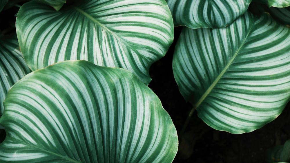 Lush Green Calathea Orbifolia Leaves wallpaper