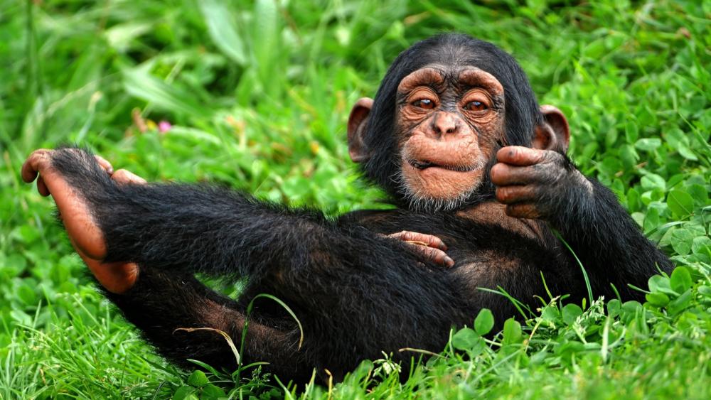 Playful Chimp Relaxing in Grass wallpaper