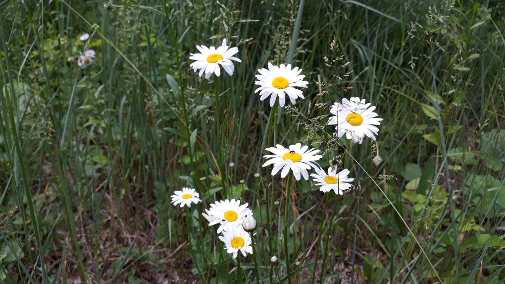 Forest daisies wallpaper