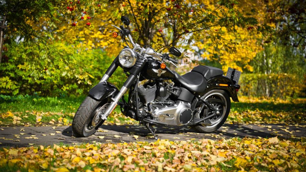 Autumn Ride with Harley-Davidson wallpaper