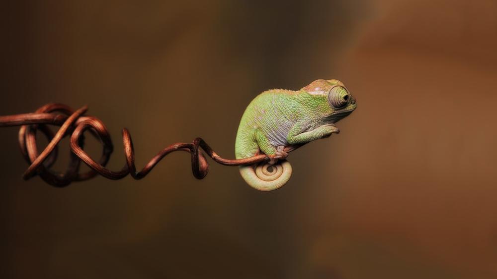 Tiny Gecko Perched on Twisted Vine wallpaper