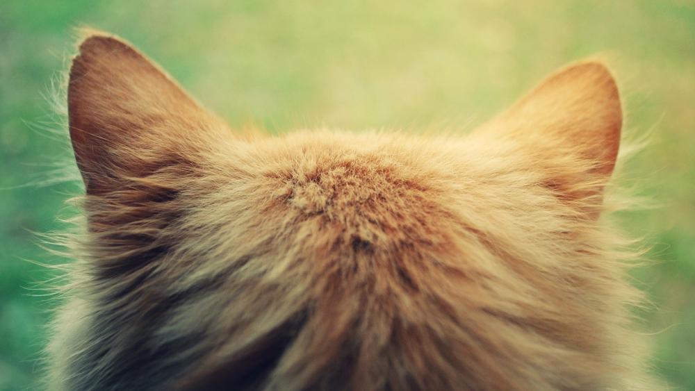 Fluffy Cat Ears in Nature wallpaper