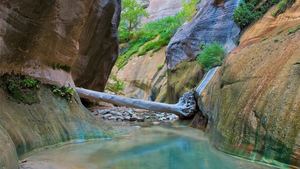 Tranquil River Through Zion National Park wallpaper