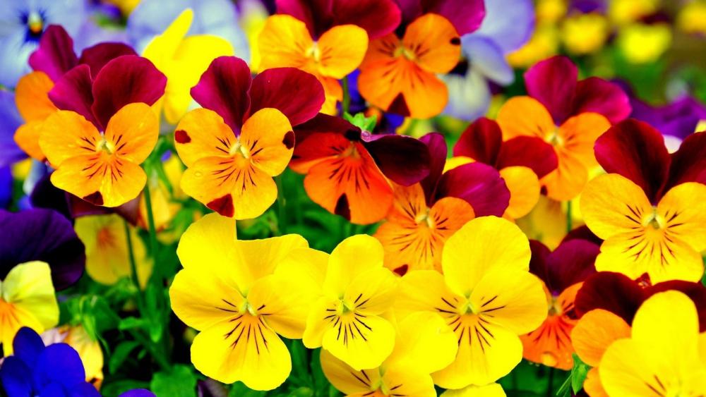 Vibrant Floral Blossoms wallpaper