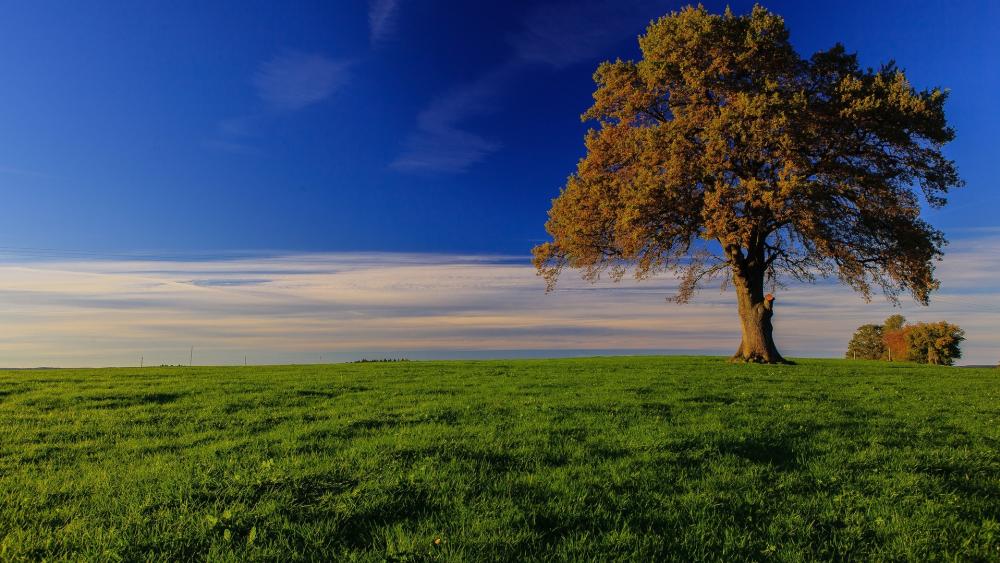 Solitary Tree in Autumn Meadow wallpaper