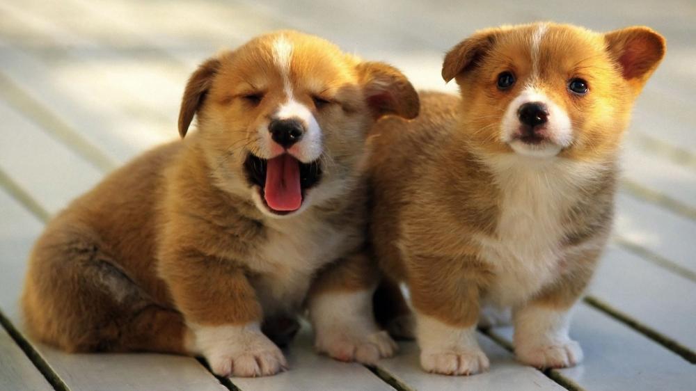 Corgi Puppies Charming Moment wallpaper