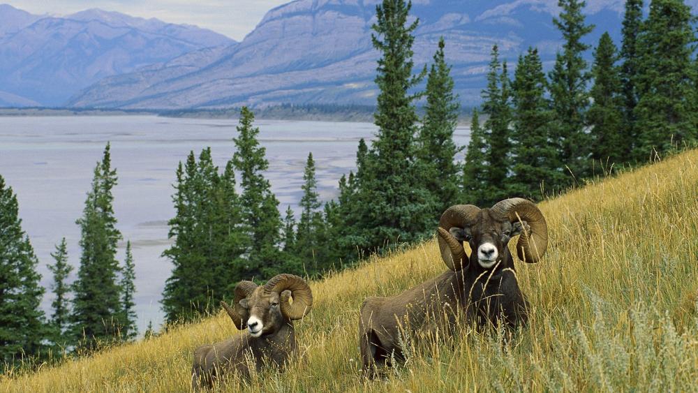 Bighorn Sheep Grazing in Majestic Wilderness wallpaper