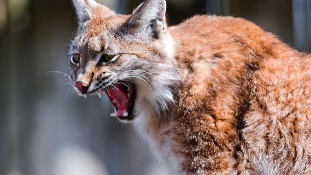 Fierce Eurasian Lynx Roaring in the Wild wallpaper