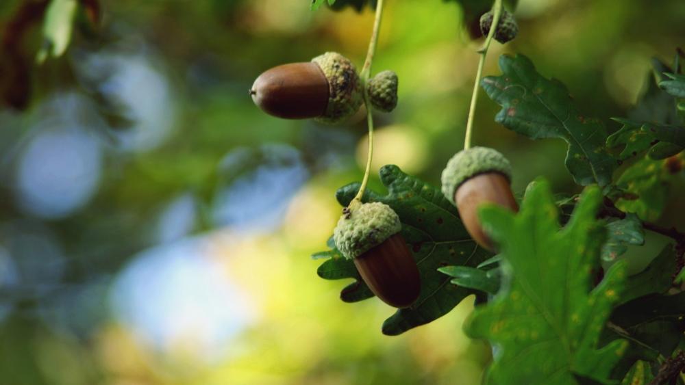 Autumn Acorns on Oak Tree wallpaper