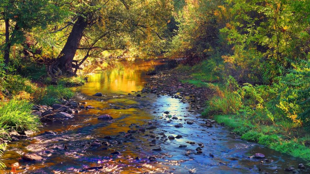 Tranquil Forest Stream Scene wallpaper