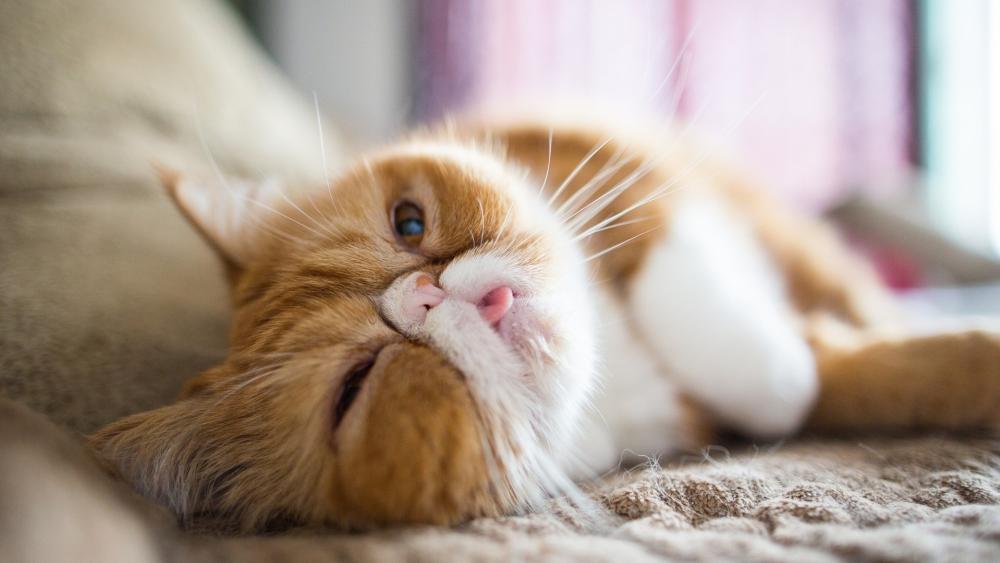 Sleepy Ginger Cat Close-Up wallpaper