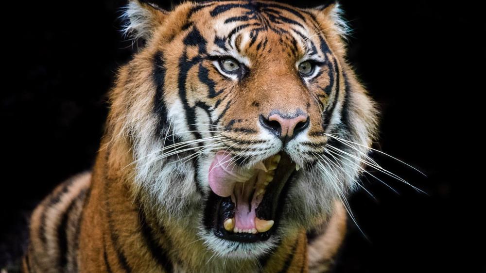 Majestic Tiger Roaring in Darkness wallpaper