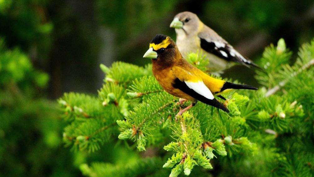 Evening Grosbeaks on Pine Branches wallpaper