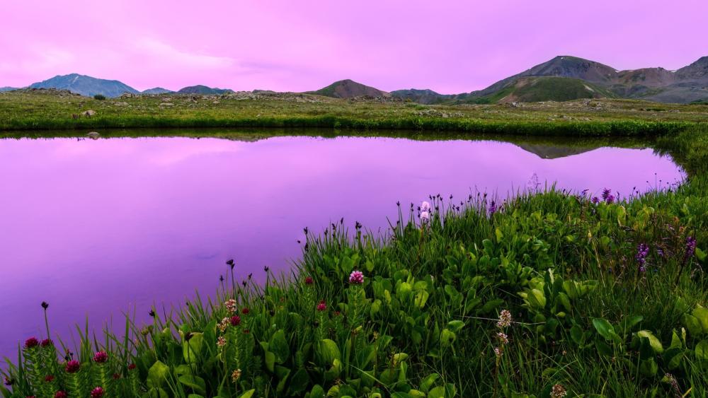 Purple Serenity of Nature's Mirror wallpaper